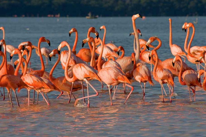 Flamencos Celestún